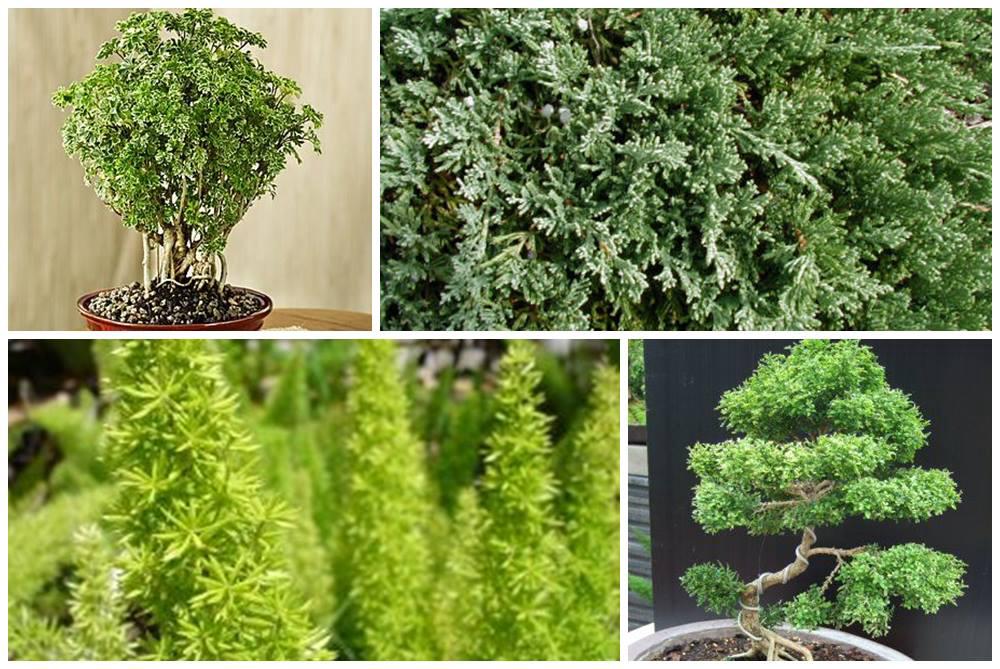 แต่งคอนโด อิงธรรมชาติด้วย magic gardens เพิ่มออกซิเจนให้ชีวิต