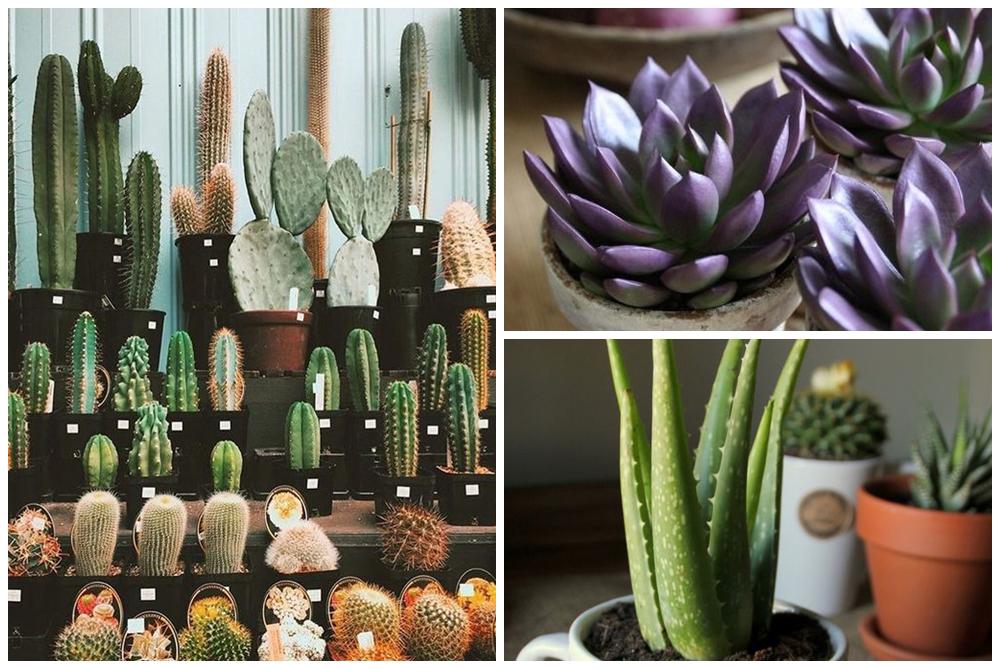 แต่งคอนโด อิงธรรมชาติด้วย magic gardens เพิ่มออกซิเจนให้ชีวิต