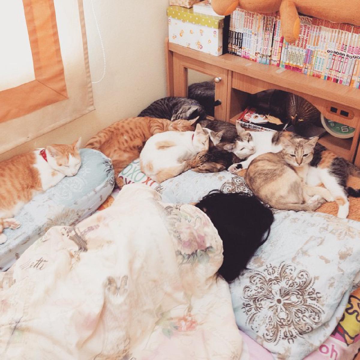 รูปบทความ การรักษาความสะอาดห้องสำหรับคนเลี้ยงสัตว์ในคอนโด รีวิวเลี้ยงแมว 7 ตัว