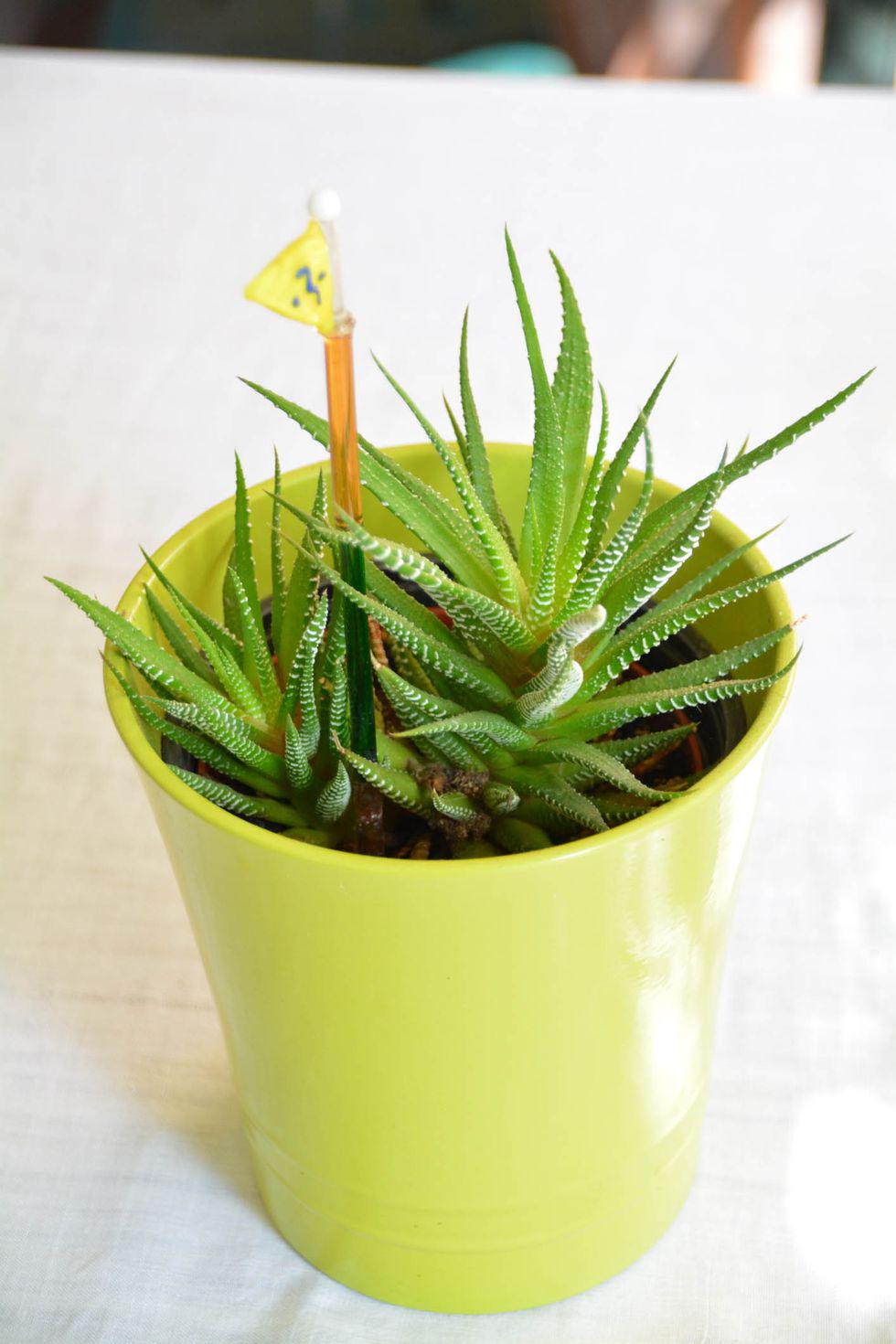 3 ไอเดียสวนสวยบนโต๊ะทำงานและ 7 พรรณไม้ดูแลง่าย