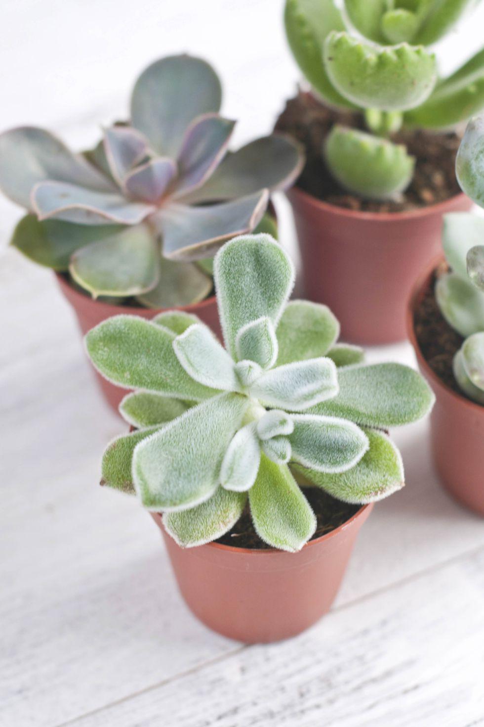 3 ไอเดียสวนสวยบนโต๊ะทำงานและ 7 พรรณไม้ดูแลง่าย