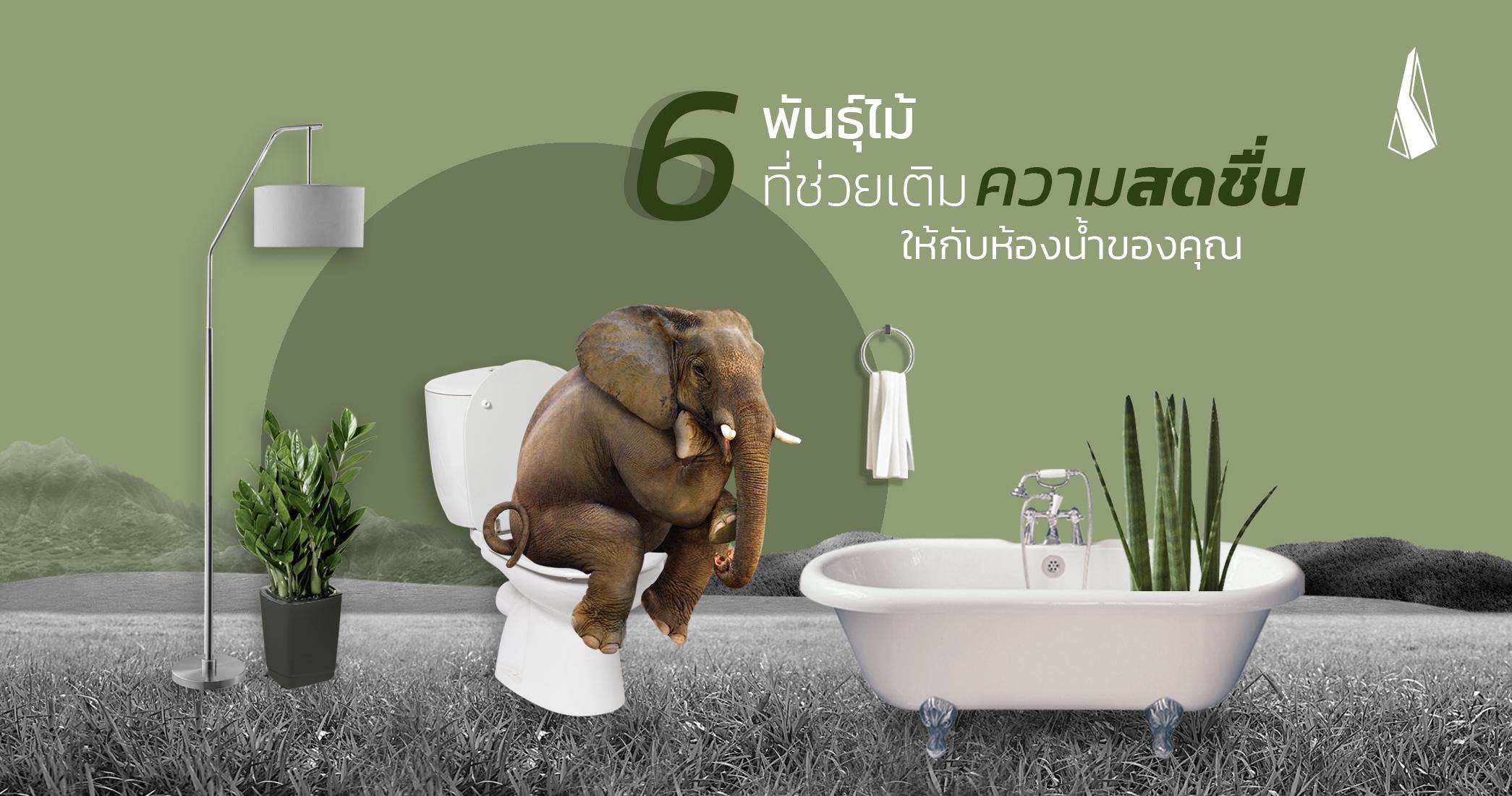 รูปบทความ 6 พันธุ์ไม้ที่ช่วยเติมความสดชื่นให้กับห้องน้ำของคุณ